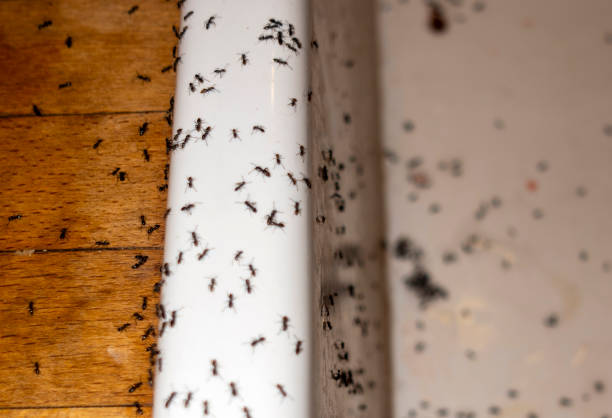 Best Emergency Pest Control  in Hartford, SD