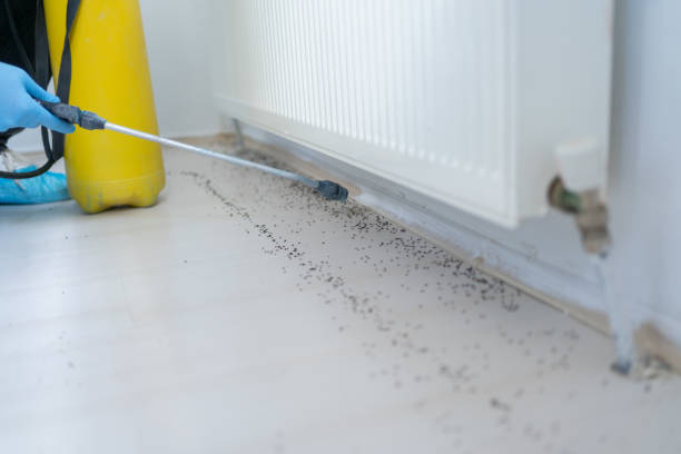 Flea Control Services in Hartford, SD